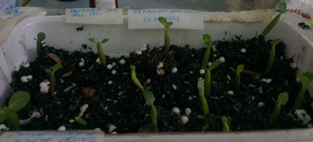 adenium